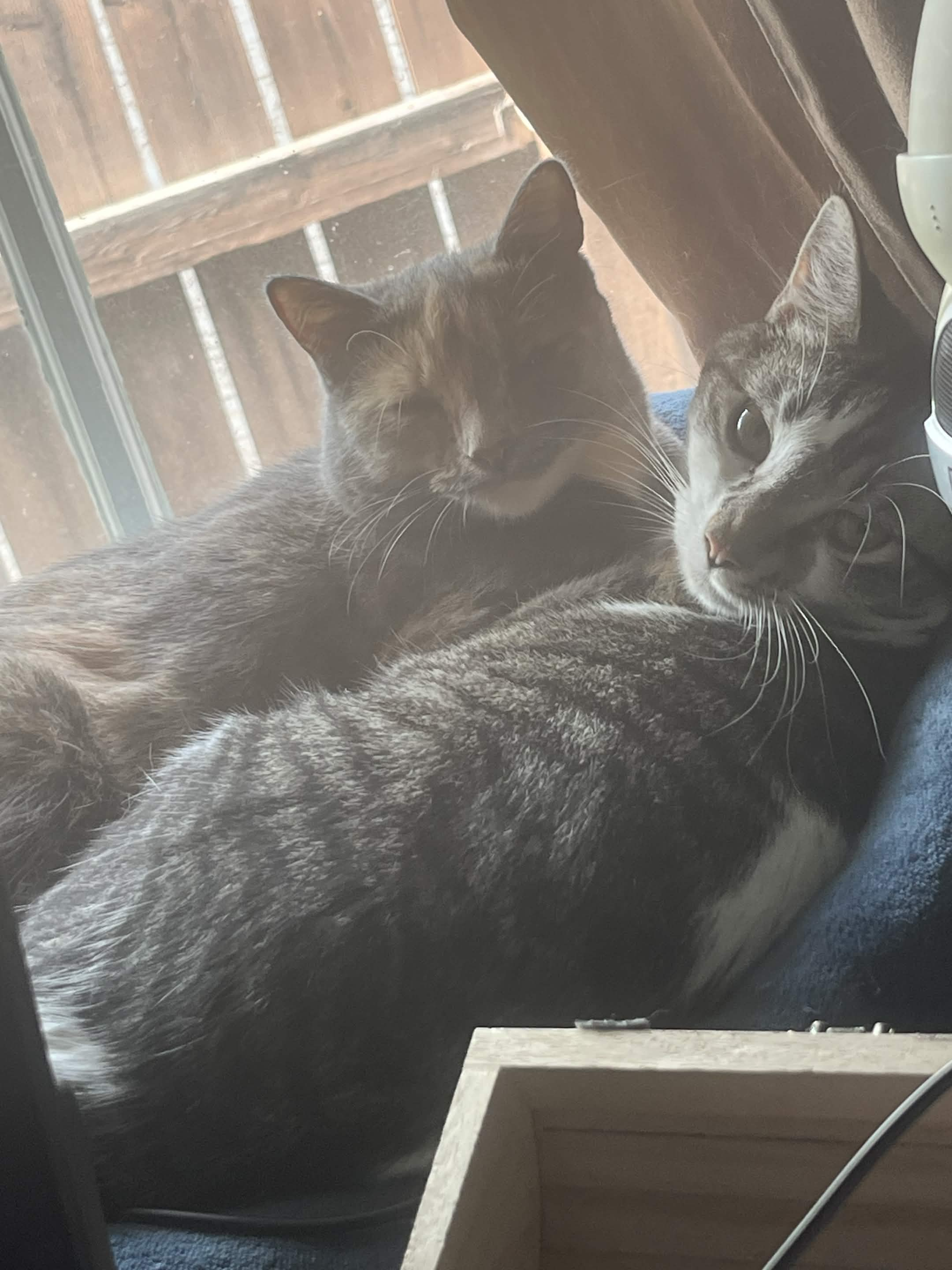 a cat laying on a person ' s lap