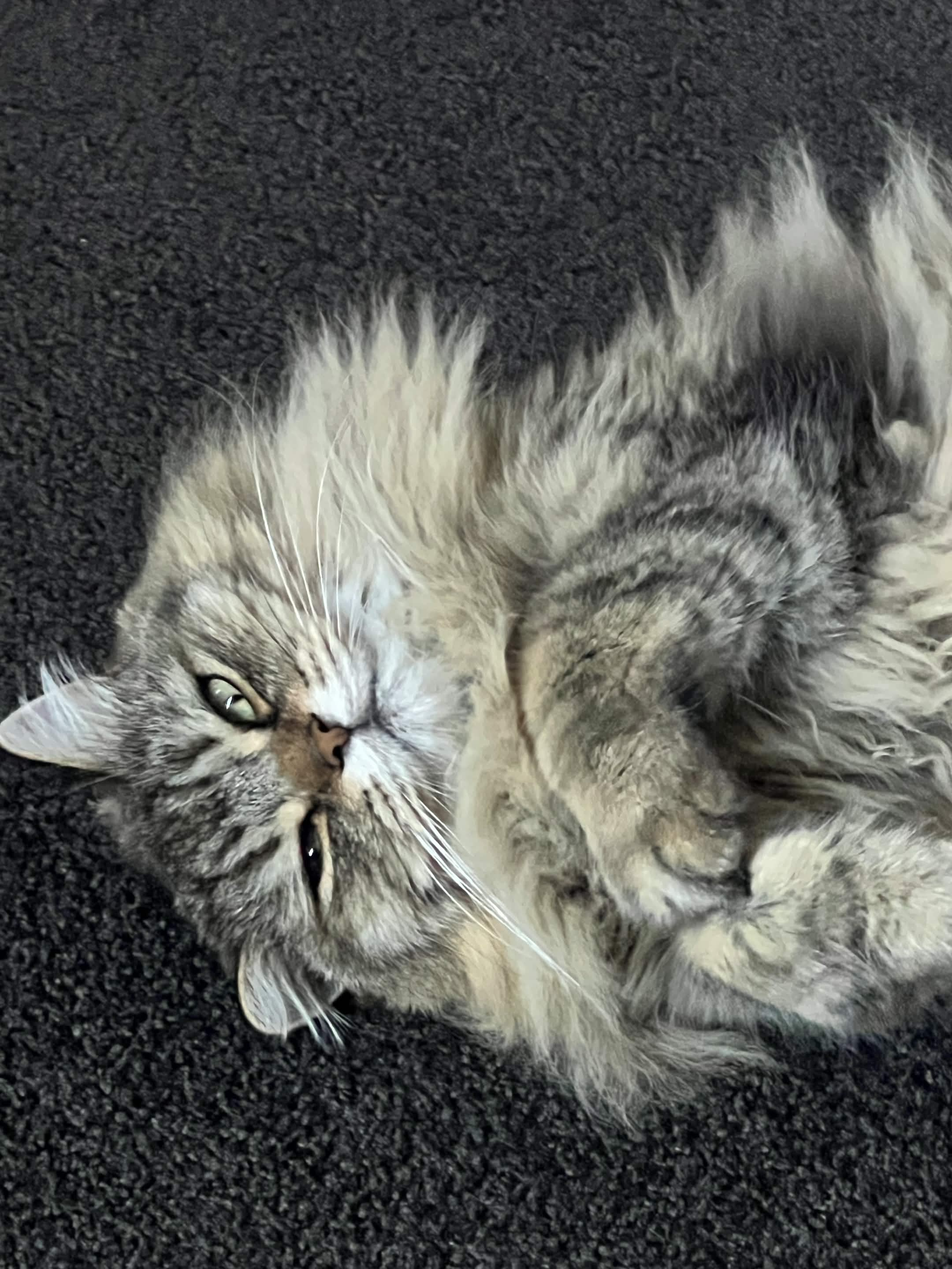 a fluffy cat is laying on the floor