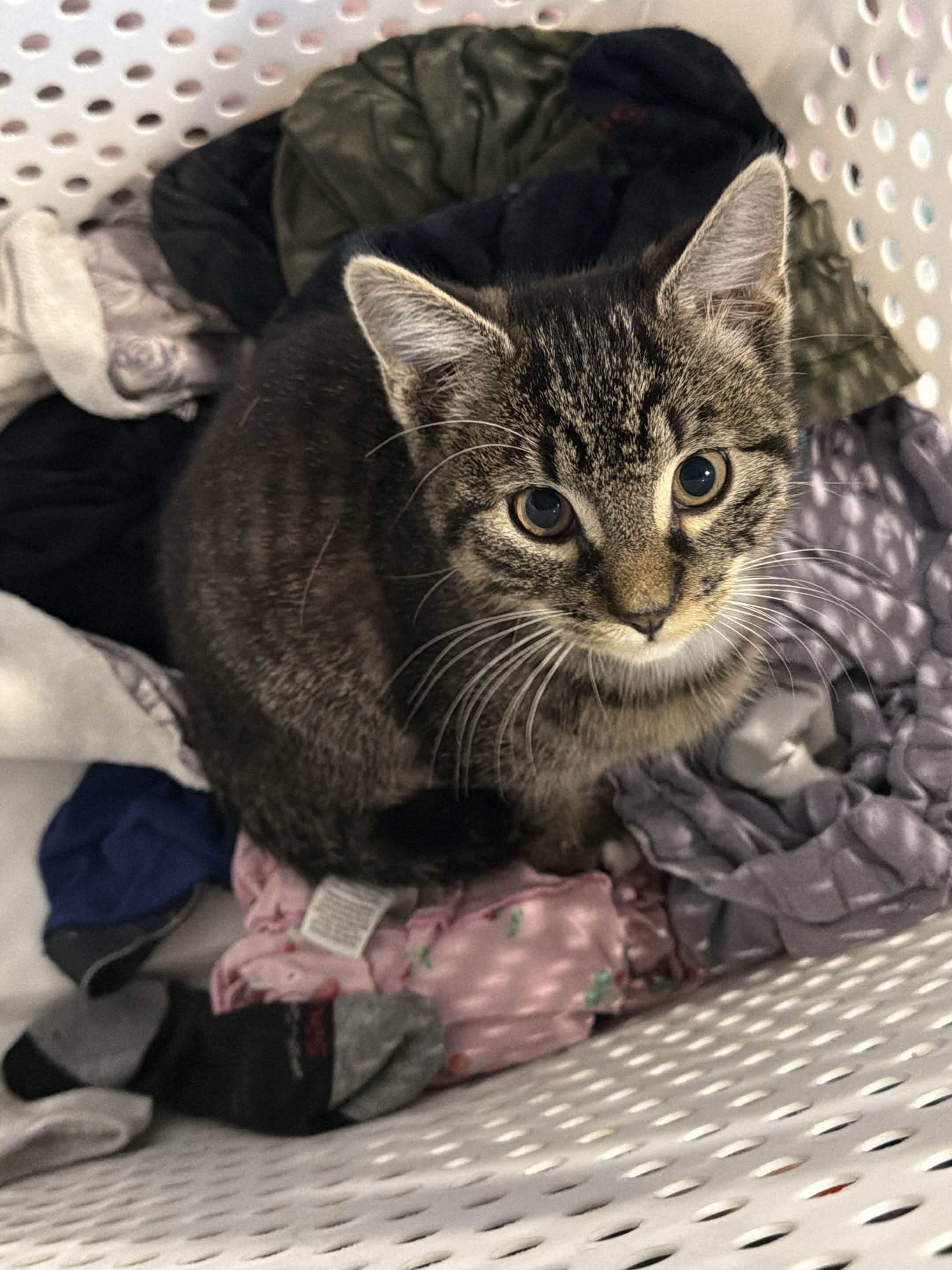 a cat sitting in a laundry basket with clothes