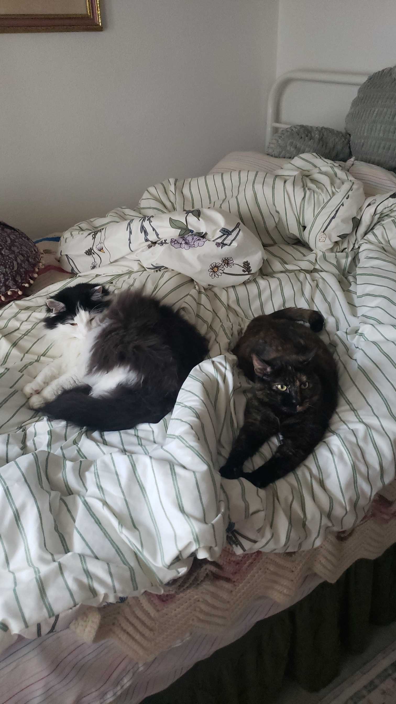 two cats laying on a bed with a blanket
