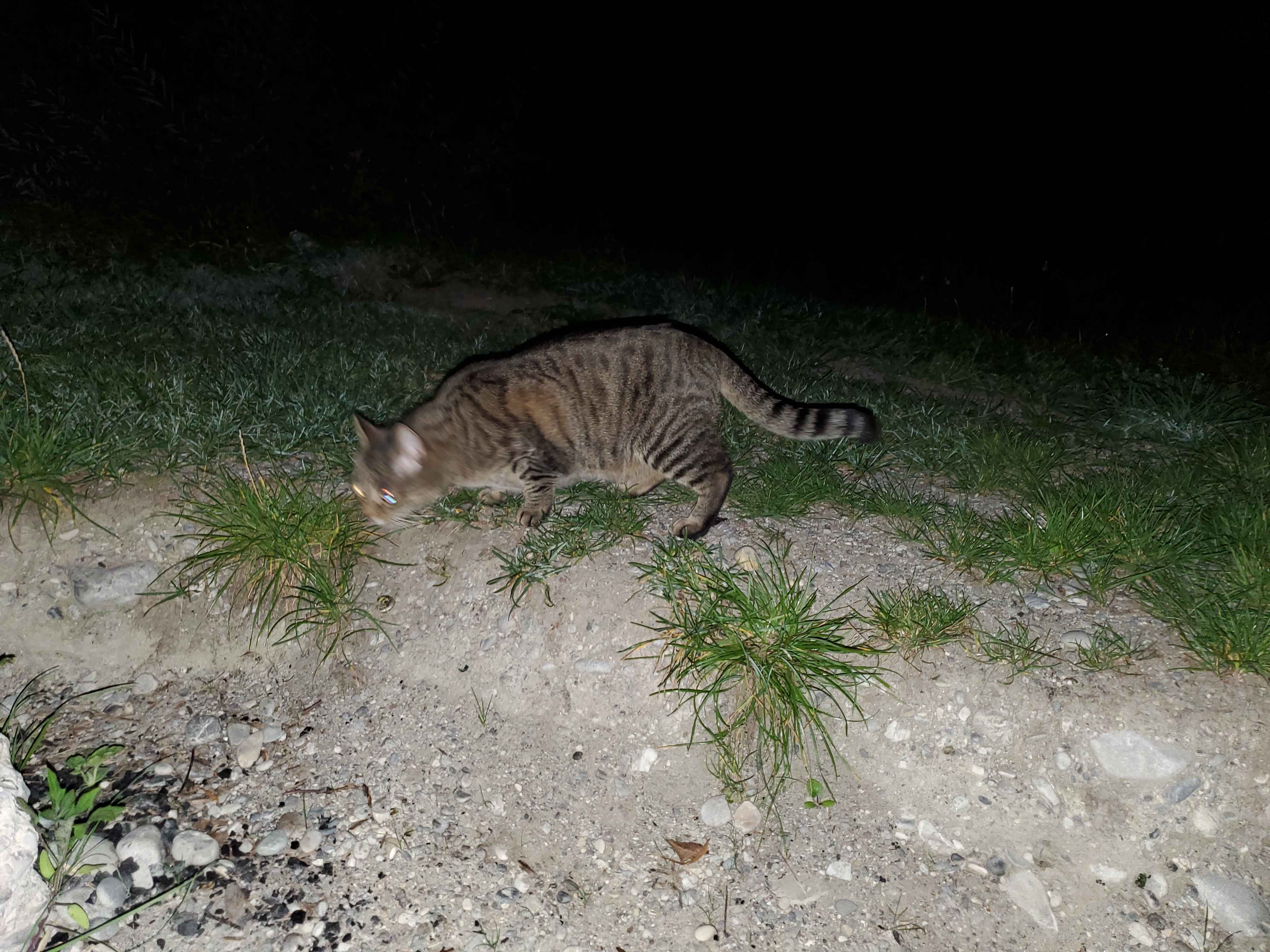 a cat is laying on the ground in the dark