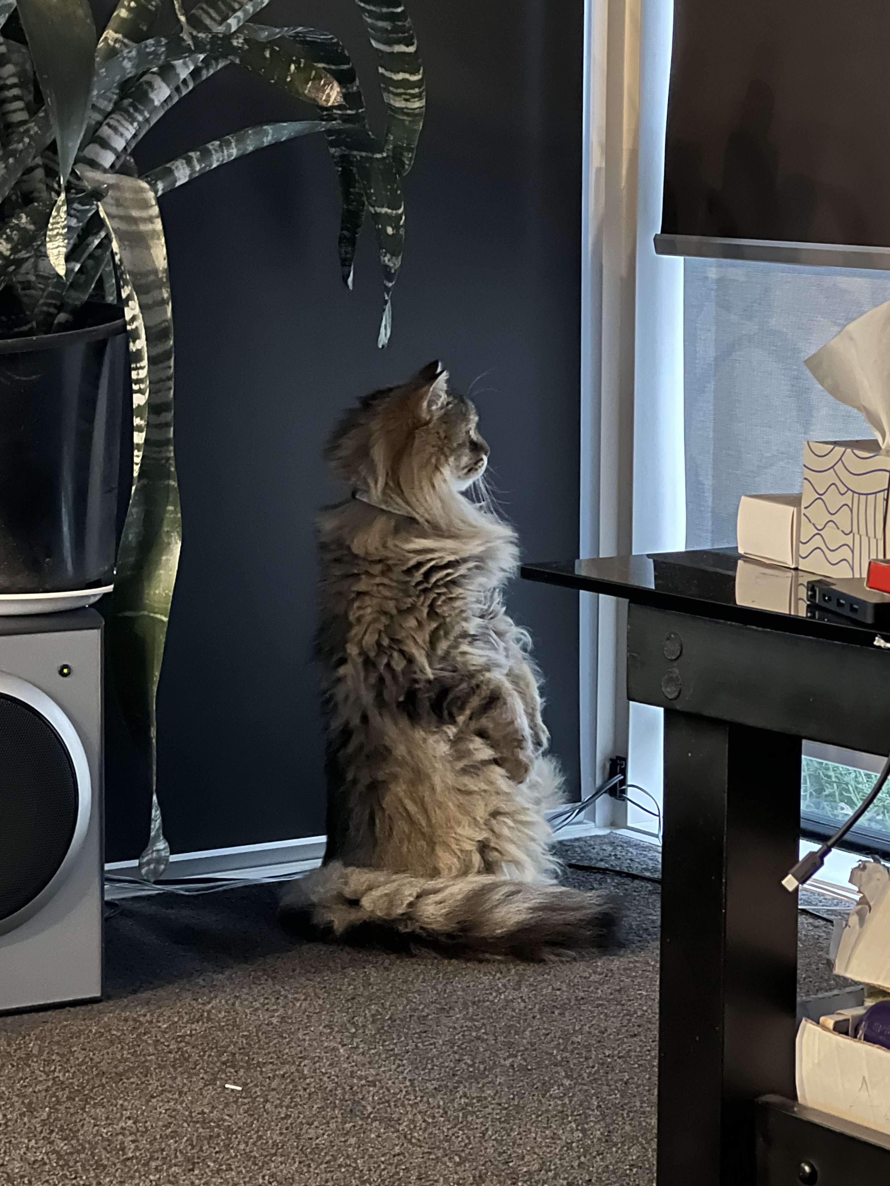a cat sitting on the floor looking at a plant