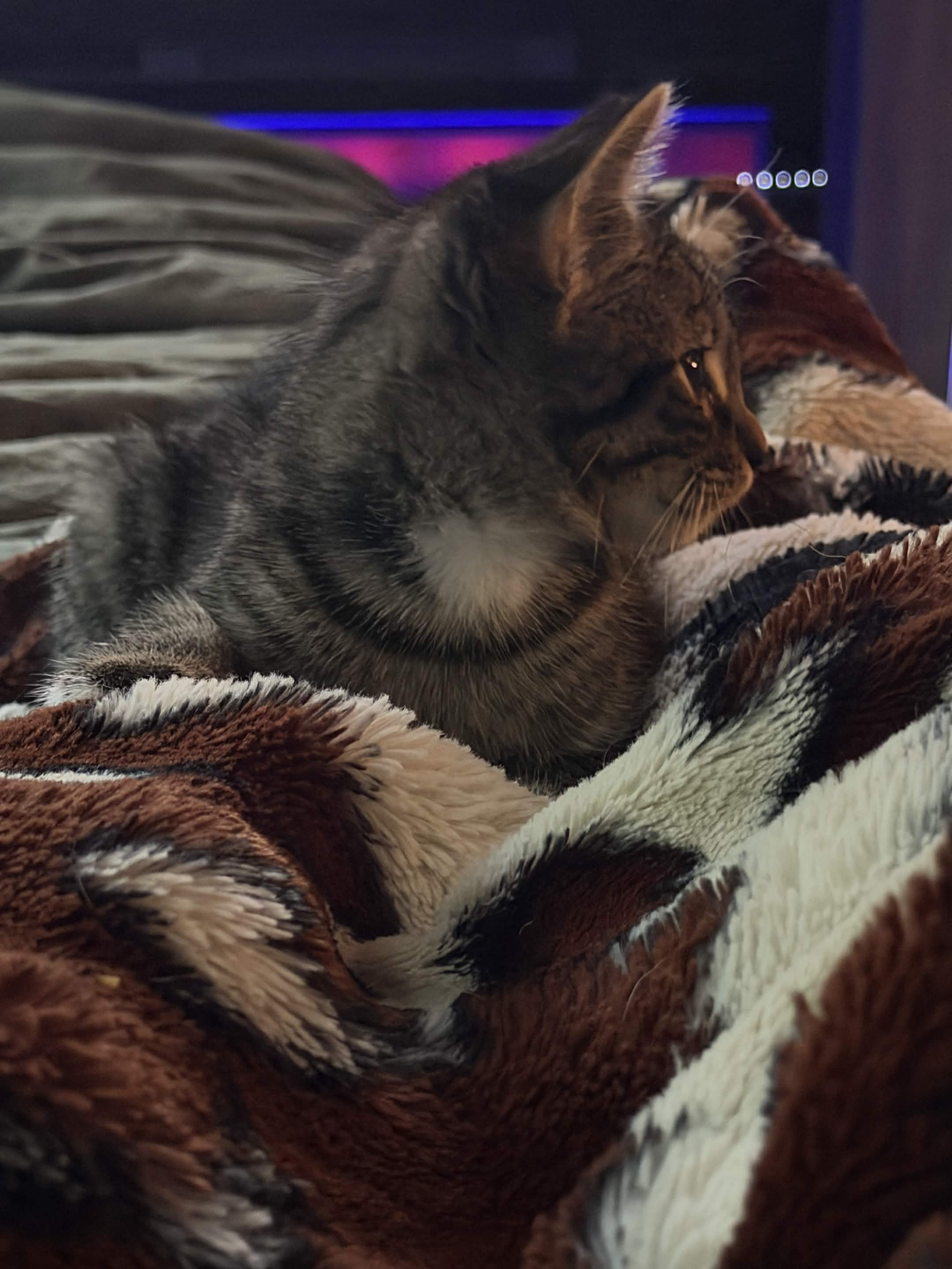 a cat laying on a blanket on a bed