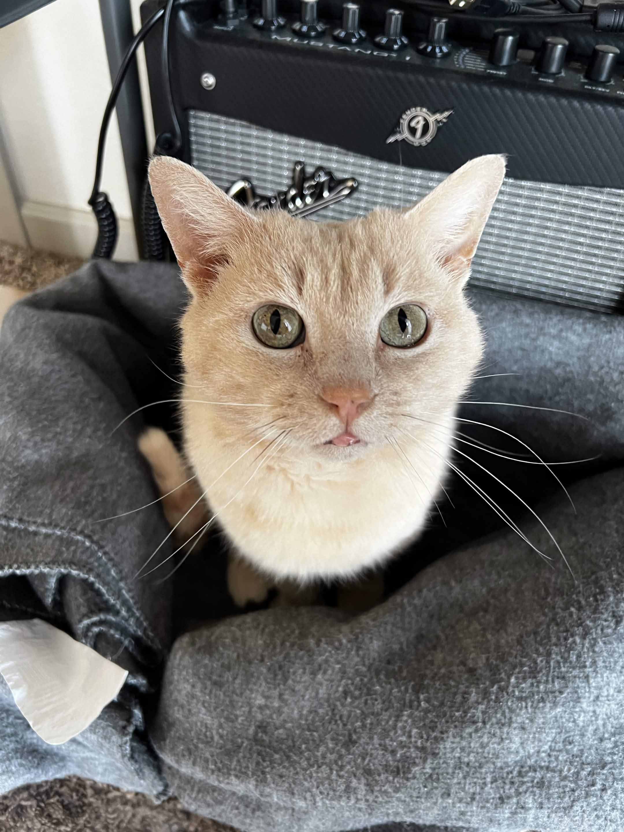 a cat sitting in a suitcase with a leash