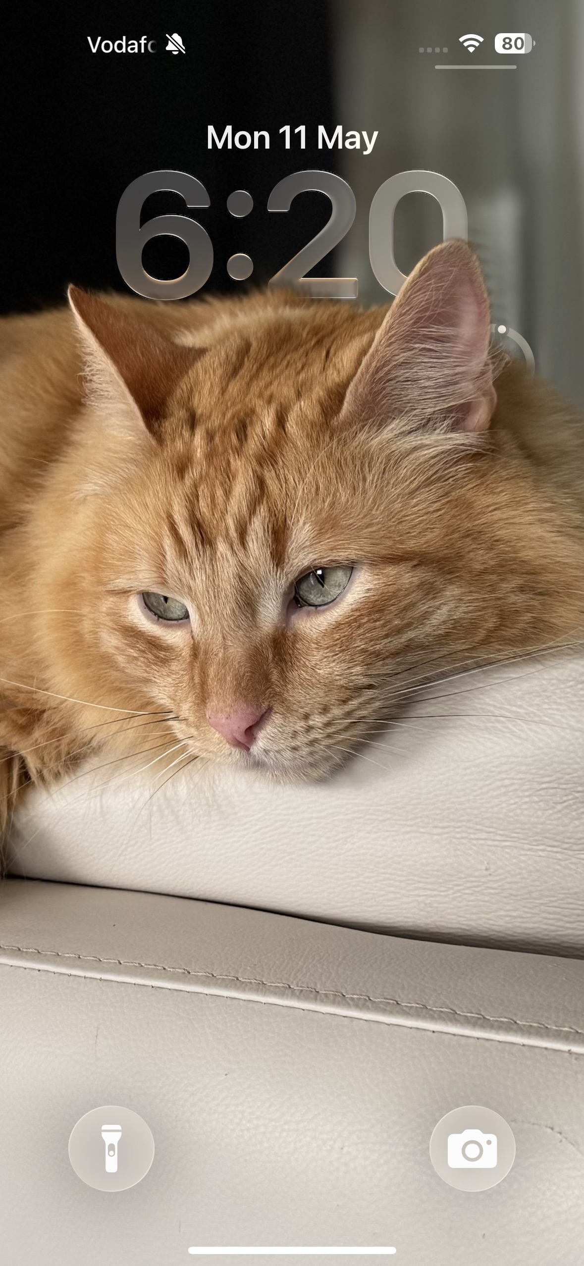 a cat is laying on a couch