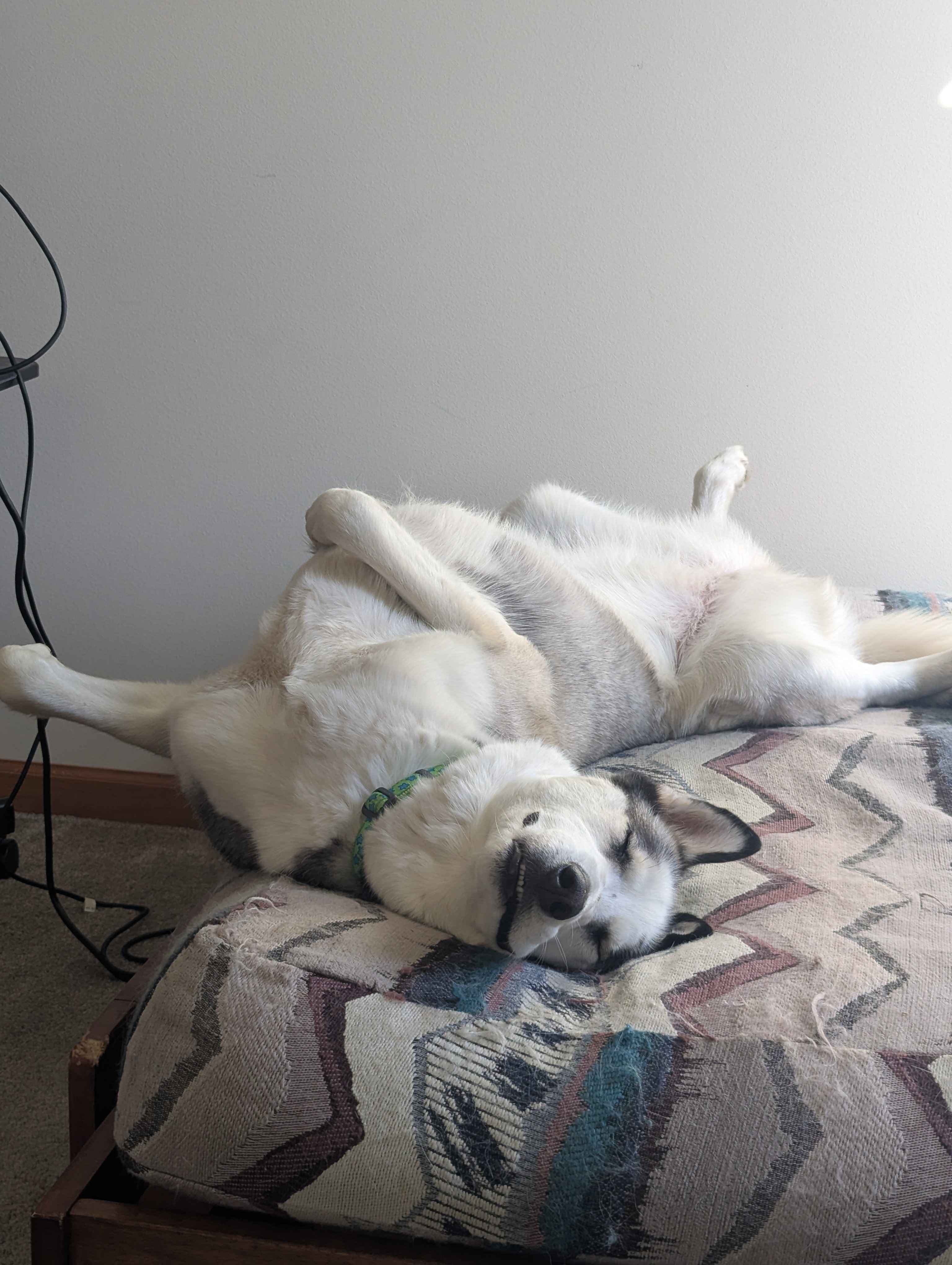 a dog laying on a couch with a remote